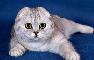 娱乐吃瓜君折耳猫坐姿